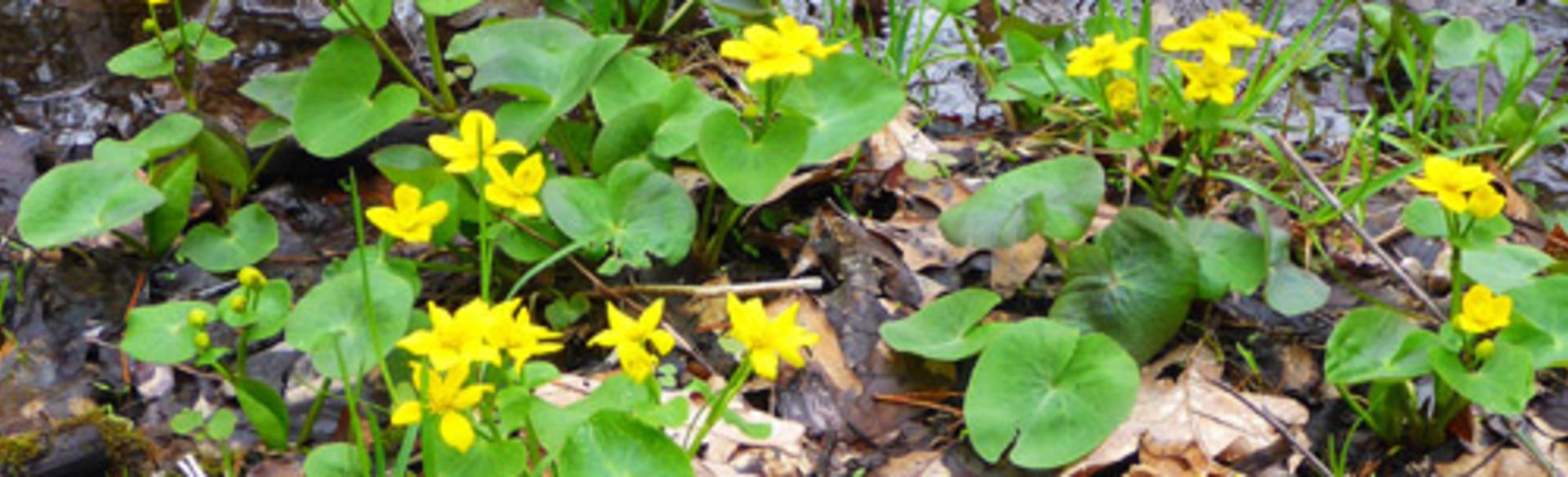 The Best Places to See Wildflowers in Grand Rapids MI